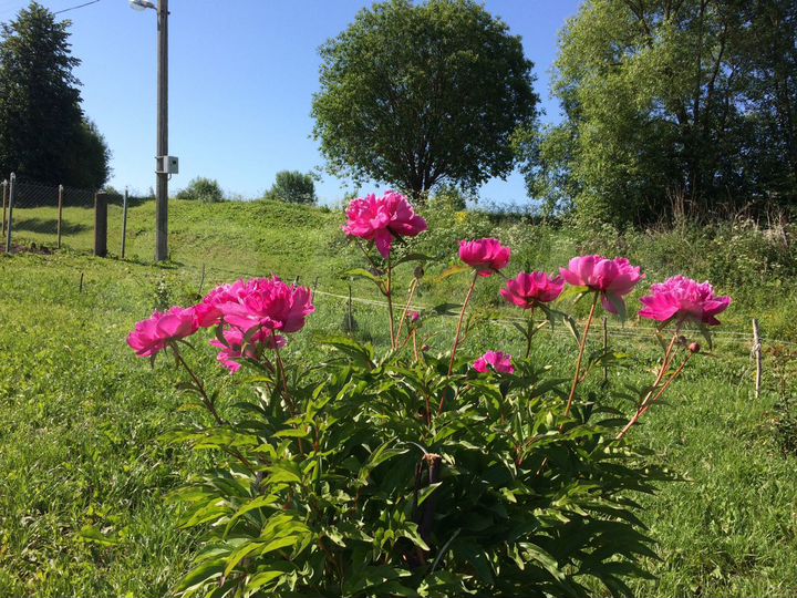 Участок 21 сот. (ИЖС)