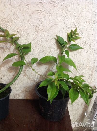 Бугенвиллия разные, есть вариегатные сортовые