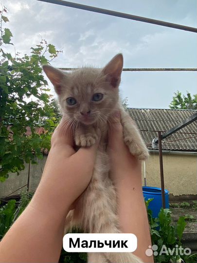 Котята в добрые руки