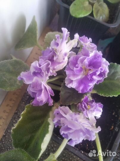 Махровая фиалка