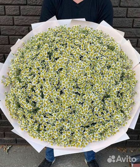 Ромашки Пионы Розы Доставка