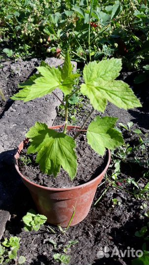 Ягодный и цветочный питомник обмен рассады