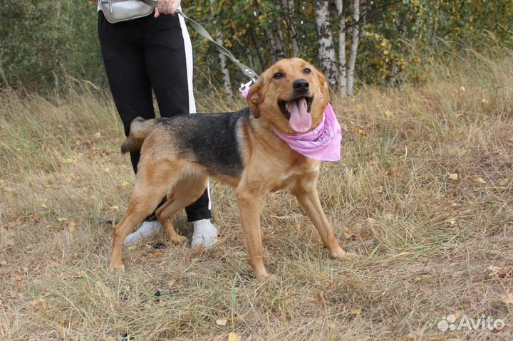 Баффи - рыжее солнышко - ищет дом