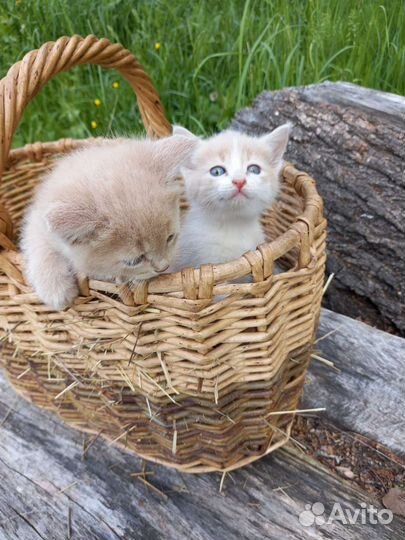 Котята персиковые