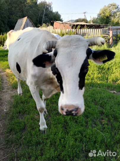 Корова дойная