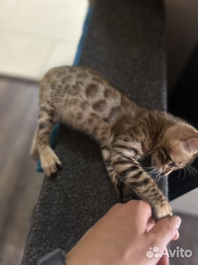 Бенгальский котенок