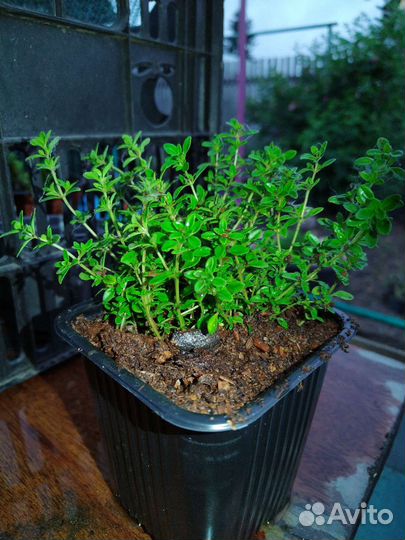 Тимьян (чабрец) медок, мелколистный