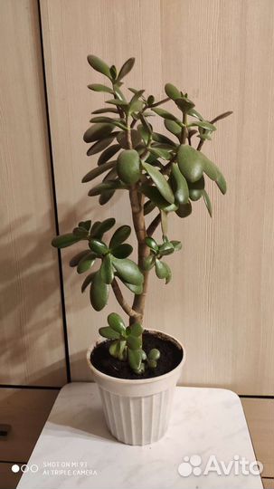 Толстянка 40 см