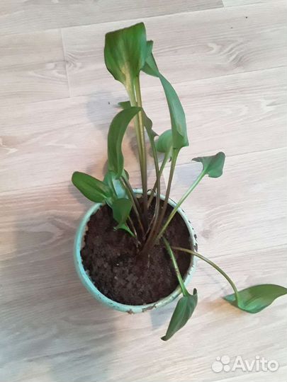 Дримиопсис