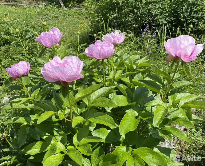 Пионы сортовые