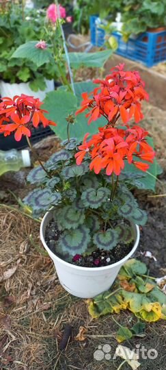 Пеларгонии сортовые