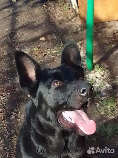 Восточноевропейская овчарка вязка