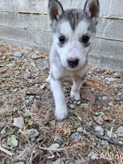 Отдам бесплатно