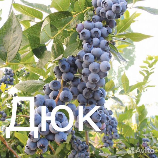 Саженцы голубики