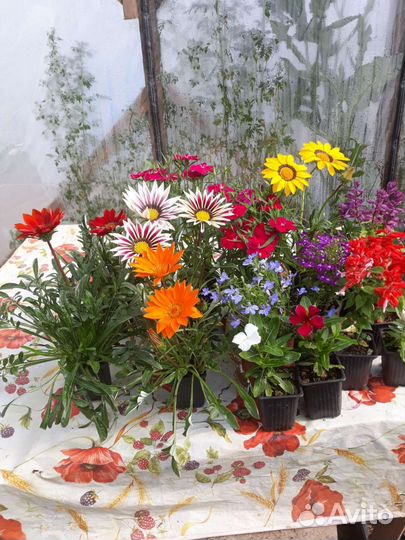 Рассада разных растений