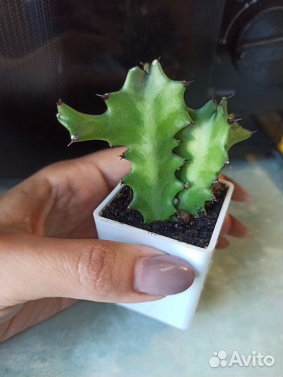 Эуфорбия лактея