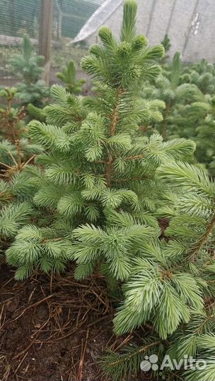 Ель колючая Глаука ф. голубая