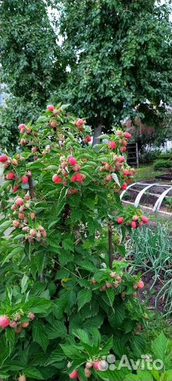 Саженцы малины Таруса