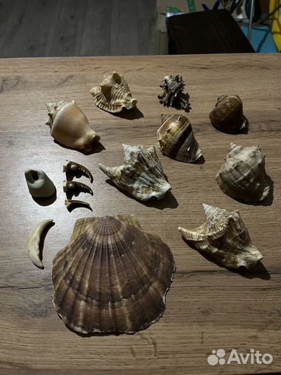 Морские ракушки