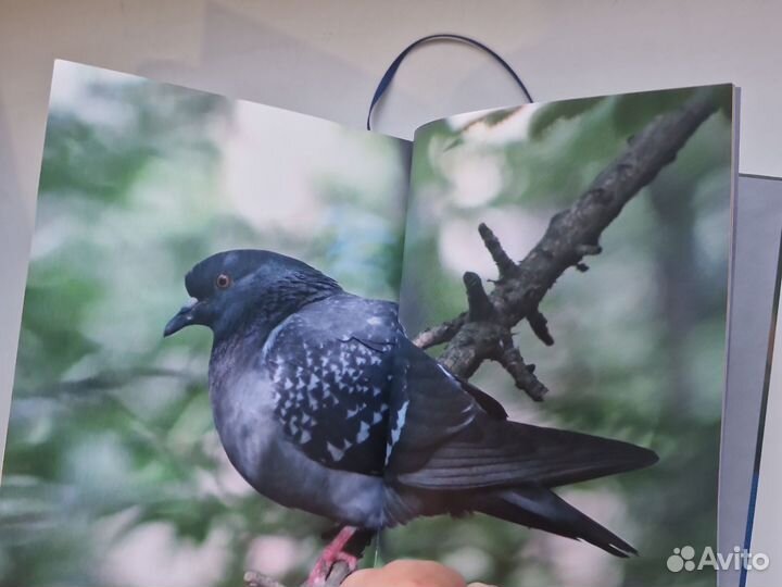 Атлас птиц Средней полосы России