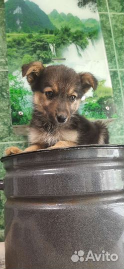 Ваничка, щенок