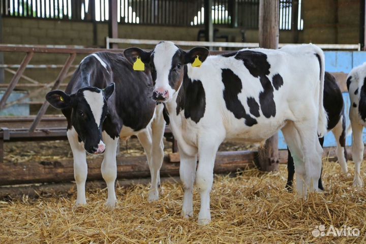 Телята и бычки