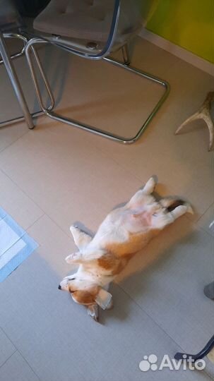 Щенок корги пемброк мальчик