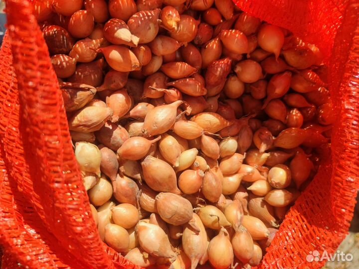 Лук Севок Sturon