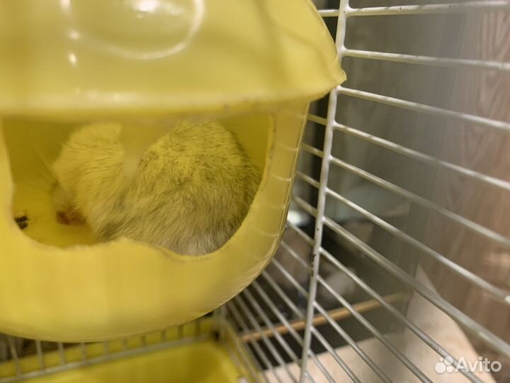 Клетка и хомяк