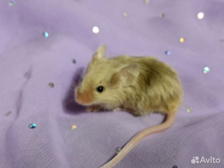 Декоративные мышки