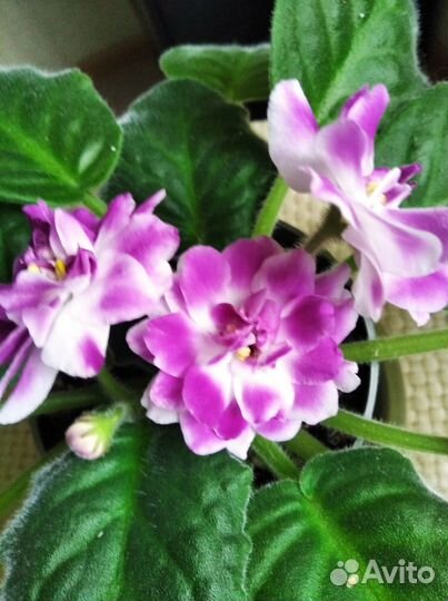 Фиалки сортовые