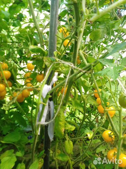 Семена томатов