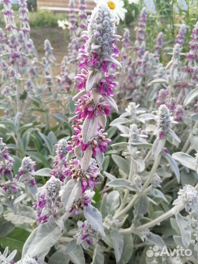 Саженцы многолетних растений для сада