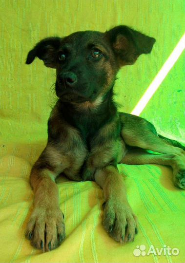 Собака в добрые руки