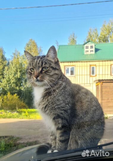 Кошка в дар бесплатно