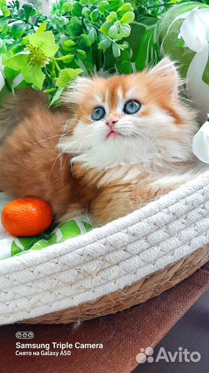 Золотые британские шиншиллы