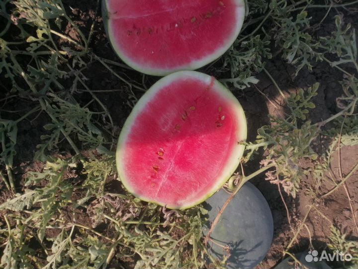 Арбуз оптом