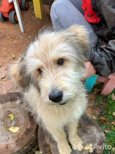 Найден щенок Ирландского волкодава около 3 мес