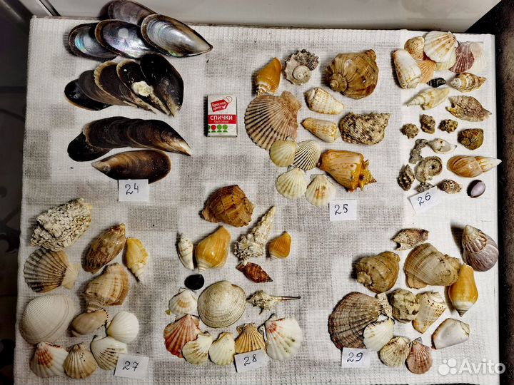 Грунты,Коряги,Гроты,Ракушки