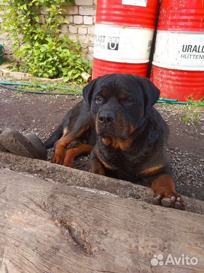 Вязка ротвейлера