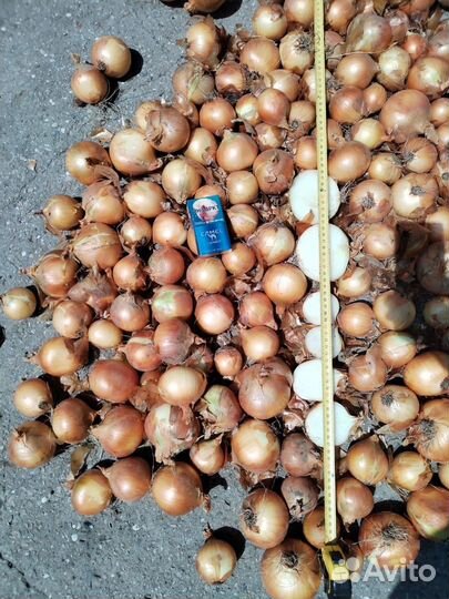 Лук репчатый оптом