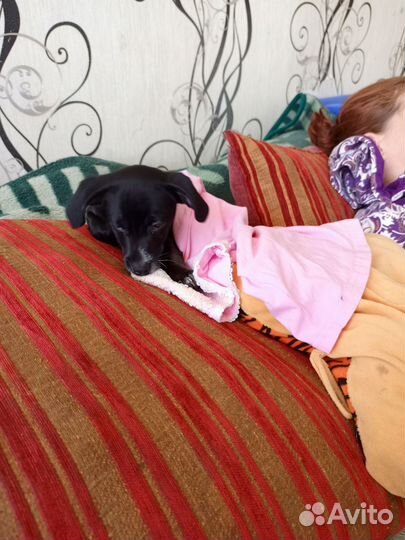 Маленькая собака