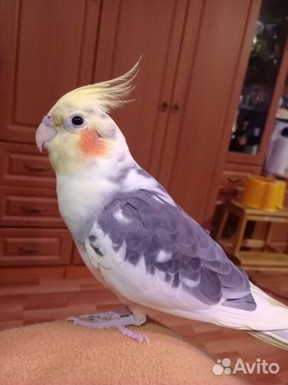Попугай корелла птенец