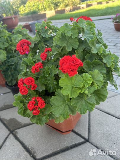 Пеларгония