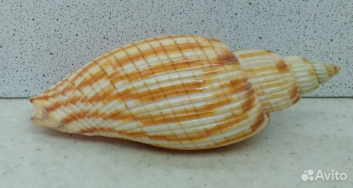 Лурия Куродай 9 морская ракушка раковина