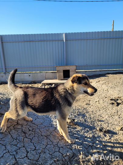 Собака в добрые руки отдам бесплатно