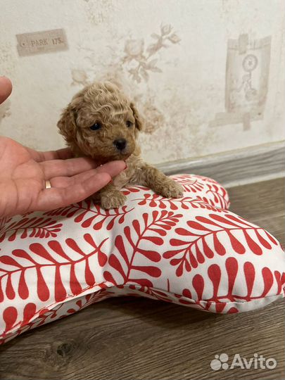 Мальчик Пушон (Бишпу)