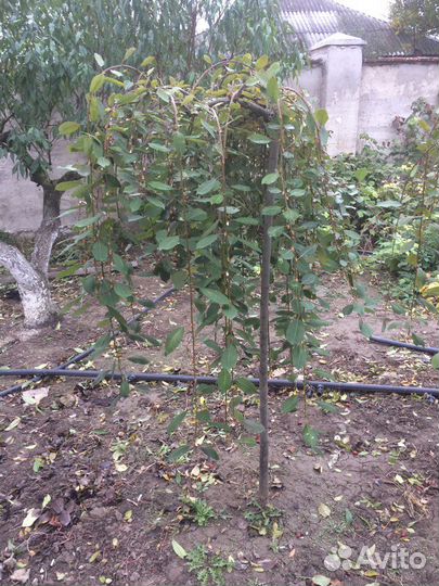 Ива Козья Пендула