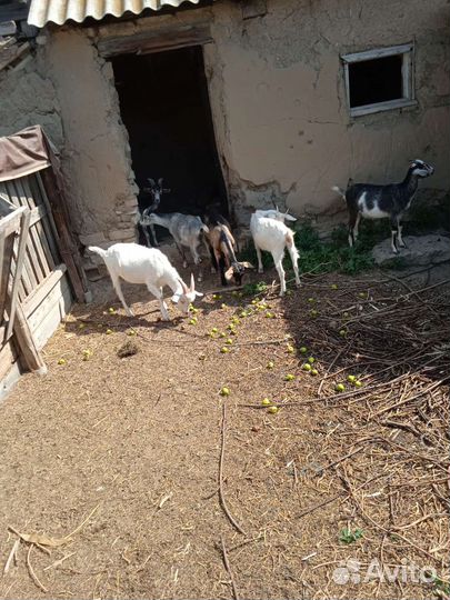 Козлята