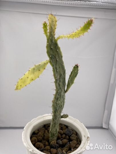 Кактус опунция